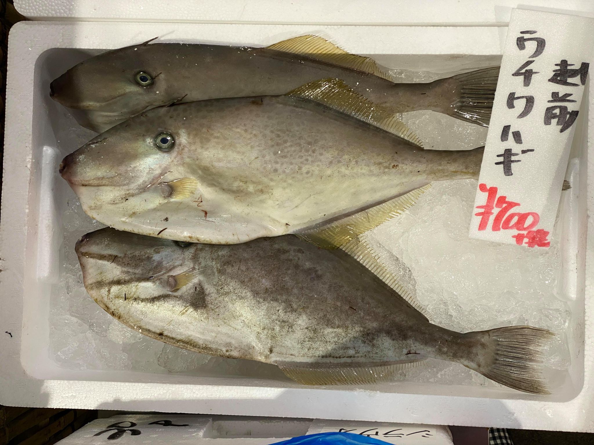 21年1月15日 福井県で獲れた旬のお魚たち 福井中央卸売市場より 福井の越前宝や 越前たからや